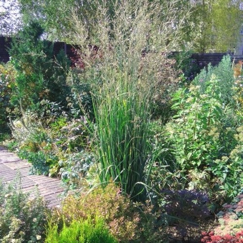 Panicum virgatum 'Cloud Nine' - Vitshirss 'Cloud Nine' P9/0,55L